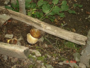 Fungo raccolto nel giardino di casa ad ottobre
