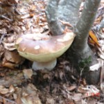 Fungo raccolto da Lucio ad Albareto