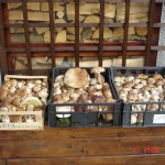 Funghi raccolti il 10 e 11 ottobre nei boschi di Zum Zeri e Albareto