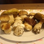 Funghi raccolti a Noce Sabato  31 Ottobre