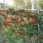 Rossa piracanta nel nostro giardino