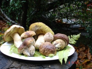 Gli ultimi funghi di castagno raccolti 7/11