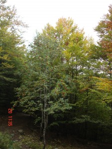 Alberi di vari colori