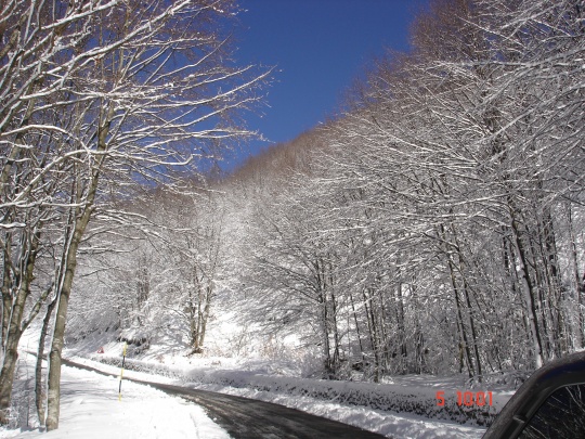 DSC02157 Troppo bello l'azzurro del cielo ed il bianco della neve.