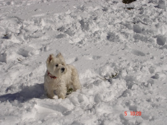DSC02171 Otello non è più bianco nella neve, ma è comunque troppo bello e... ineguagliabile.